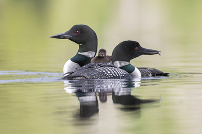 Quiet Water Canoe Kayak Trips & Nature Excursions,Saranac Lake Wild Forest,Bog River & Ten Rivers Region,St. Regis Wilderness Area,Essex Chain of Lakes